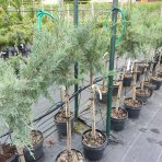  Borievka prostredná (Juniperus media) ´PFITZERIANA GLAUCA´ výška: 90-120 cm, kont.C7L – NA KMIENKU 